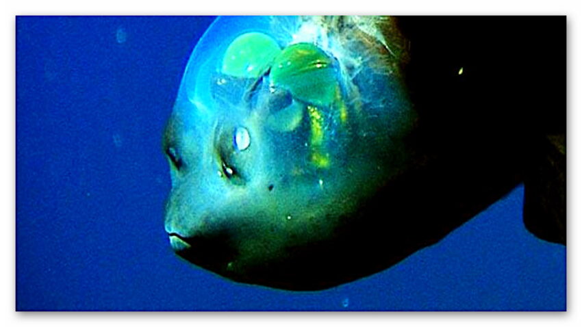 Ürkütücü Olduğu Kadar İlginç de Olan ‘Barreleye Balıkları’ Neden Şeffaf Bir Kafaya Sahip?