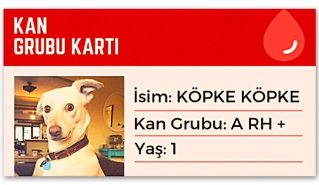 Hayvanların da İnsanlar Gibi Kan Grupları Var mı, Kan Alıp Verebilmeleri Mümkün mü?