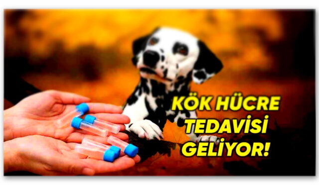 Kök Hücre Tedavisi Geliyor Evcil Hayvan Sağlığında Yeni Bir Sayfa Açılıyor: