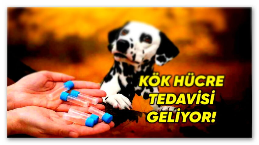 Kök Hücre Tedavisi Geliyor Evcil Hayvan Sağlığında Yeni Bir Sayfa Açılıyor: