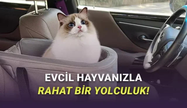 Evcil Hayvanla Seyahat Etmeden Önce Arabanızda Olması Gereken Ürünler