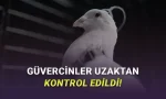 Beynine Çip Takılan Güvercinler Drone Gibi Kontrol Edildi