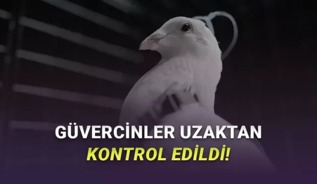 Beynine Çip Takılan Güvercinler Drone Gibi Kontrol Edildi