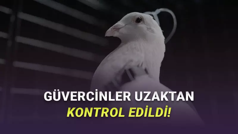 Tüyler Ürperten Teknoloji: Beynine Çip Takılan Güvercinler Drone Gibi Kontrol Edildi [Video]