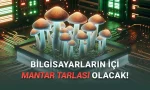 Mantarların Bilgisayarlarda RAM Olarak Kullanılabileceği Keşfedildi